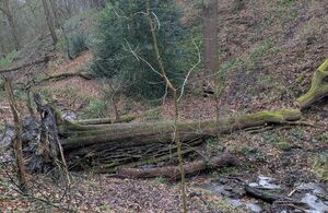 River restoration project to reduce flood risk in Shipley