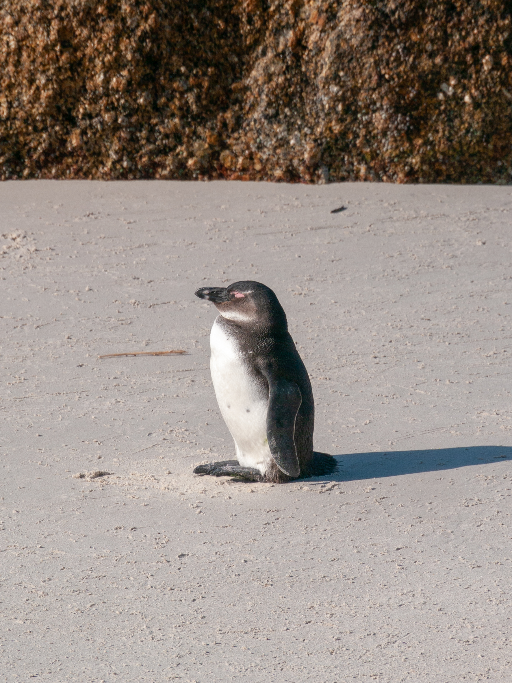 Adolescent african penguin ( Spheniscus demersus ) standing with eyes closed at Foxy Beach, Cape Town