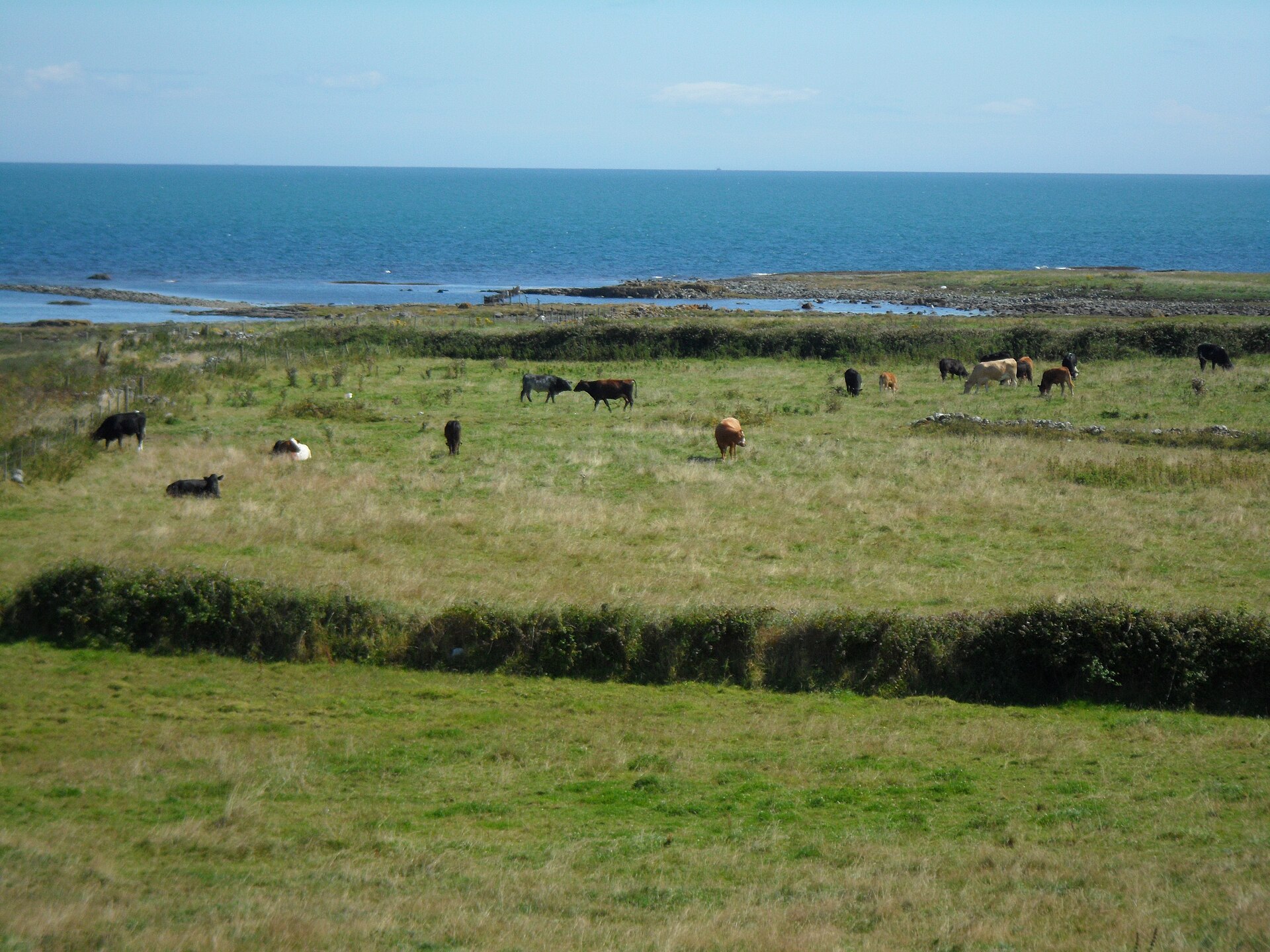 Cattle at Ballyquintin