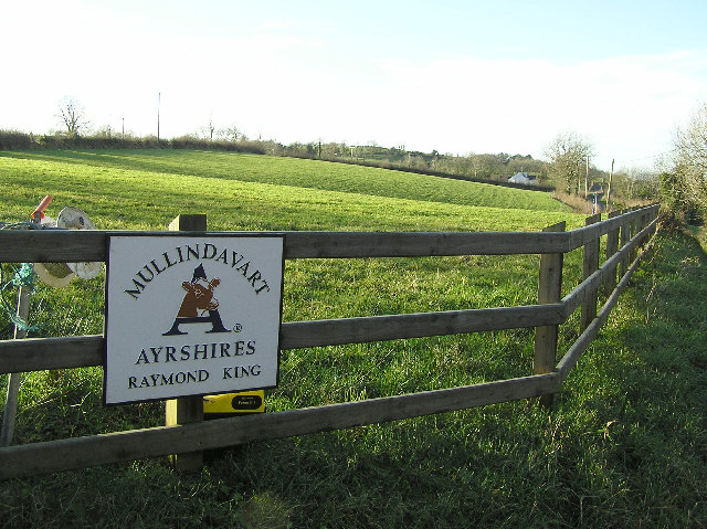 Cattle on a Northern Ireland farm