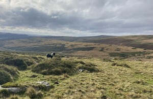 Government secures the future of Dartmoor’s iconic ponies