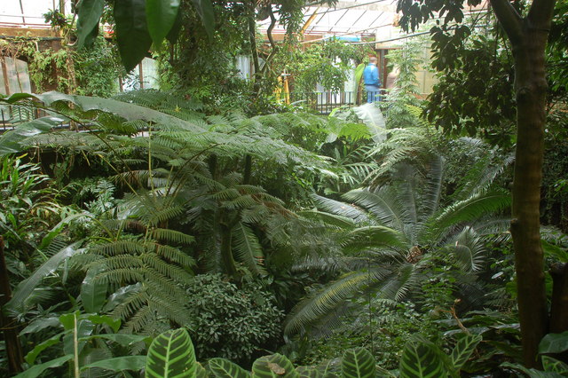 Tropical Ravine in Belfast